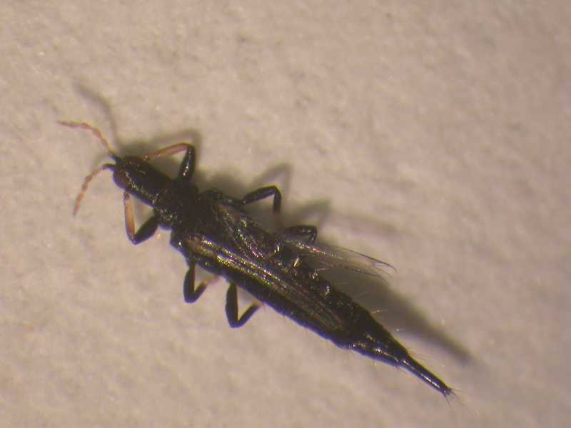 Adult insect Ready help Adult insect apologise